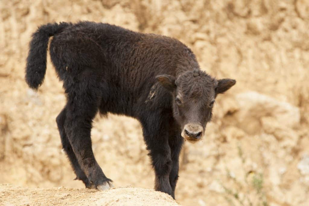 Yak calf