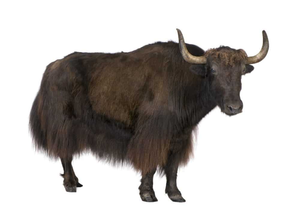 Yak in front of a white background