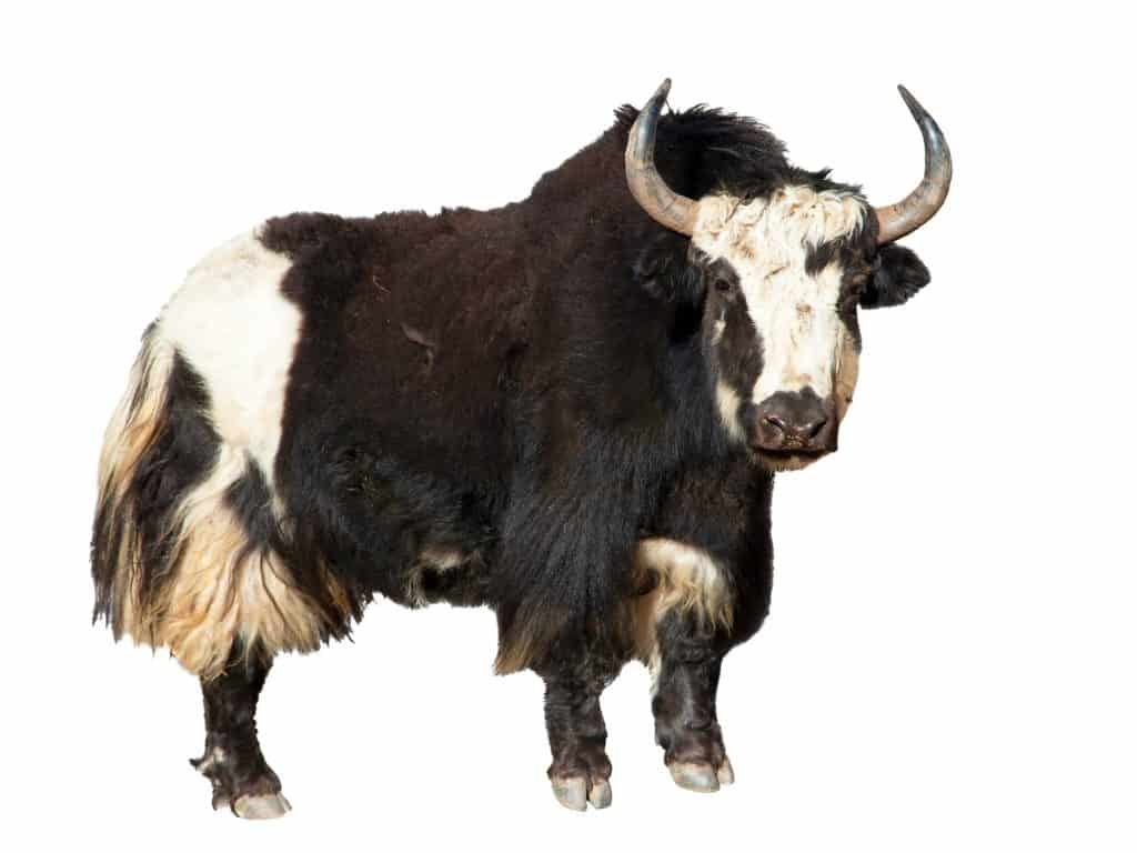 Yak in front of a white background