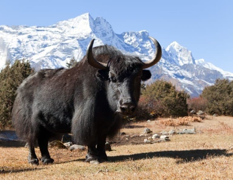 Black yak on the way to Everest base camp and mount Kongde - Nepal