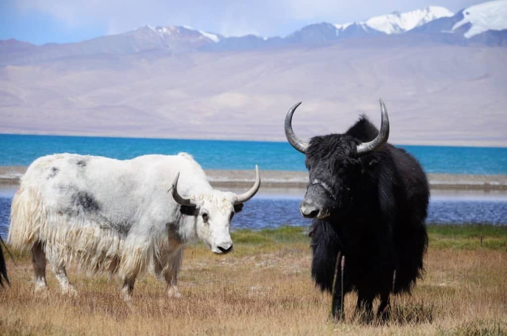 Domestic Yak