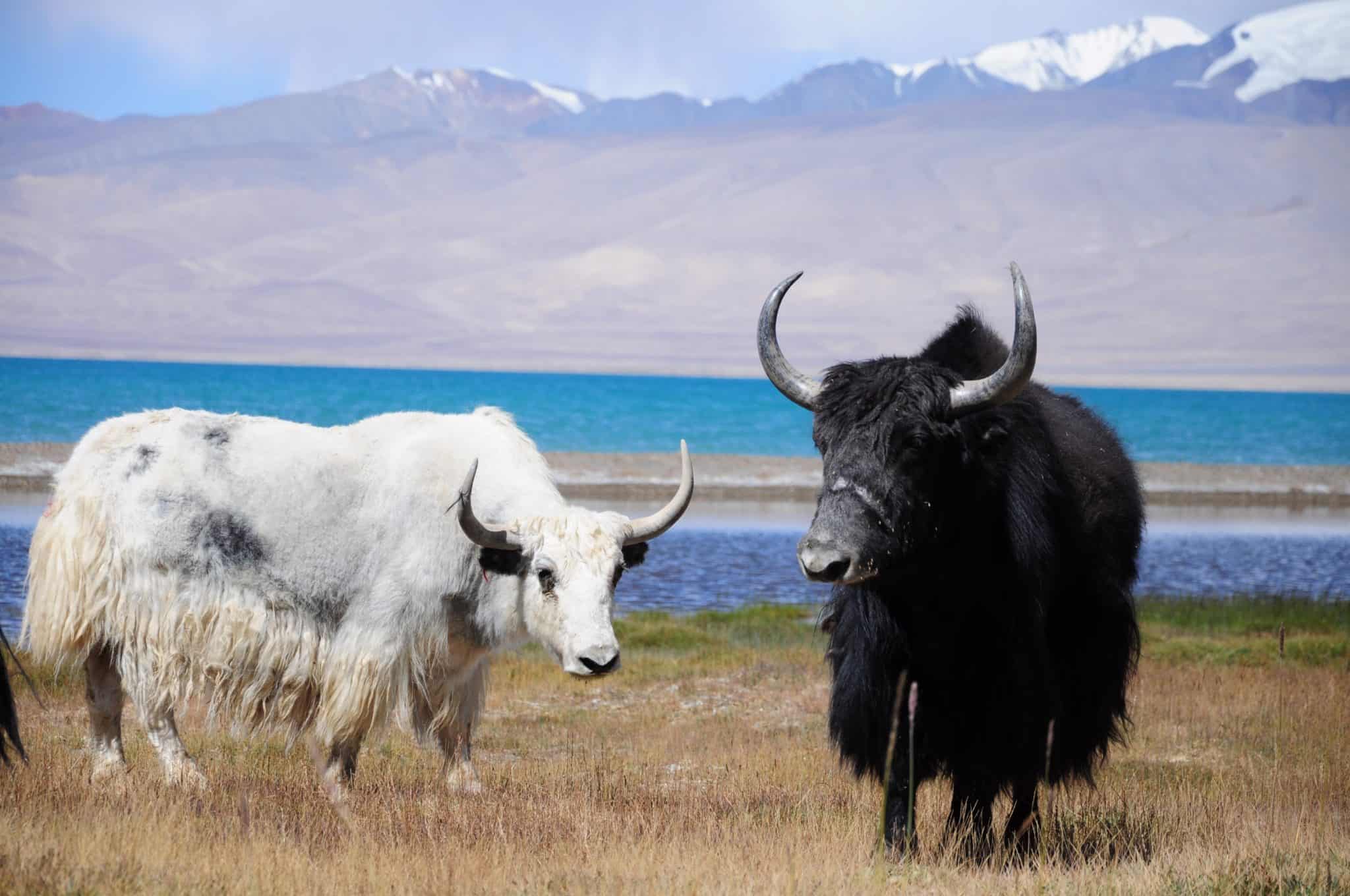 Yak Animal Facts | Bos grunniens | AZ Animals