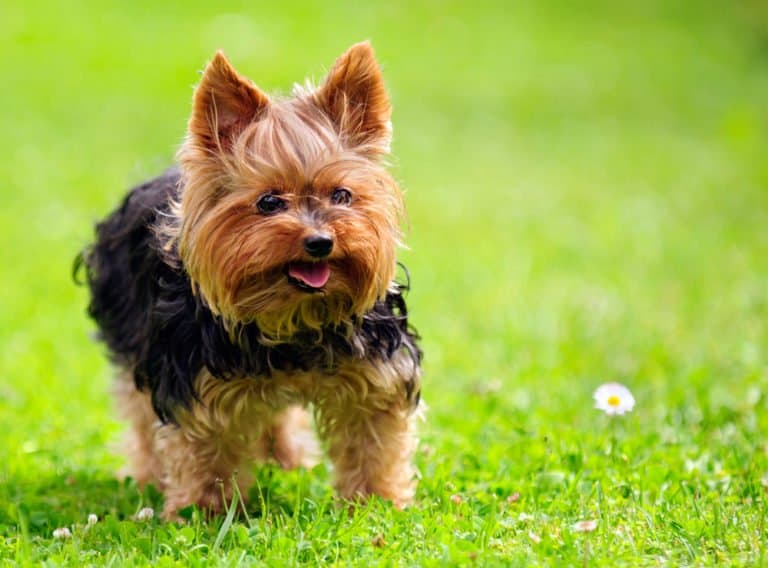 Yorkshire Terrier (Canis familiaris) - standing in grassy field