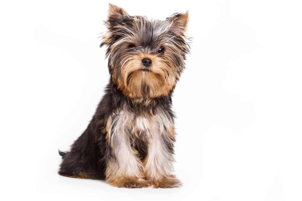 Yorkshire Terrier (Canis familiaris) - sitting against white background