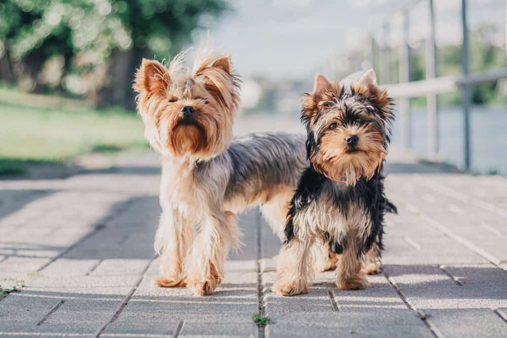 Yorkshire Terrier (Canis familiaris) - on walk down boardwalk