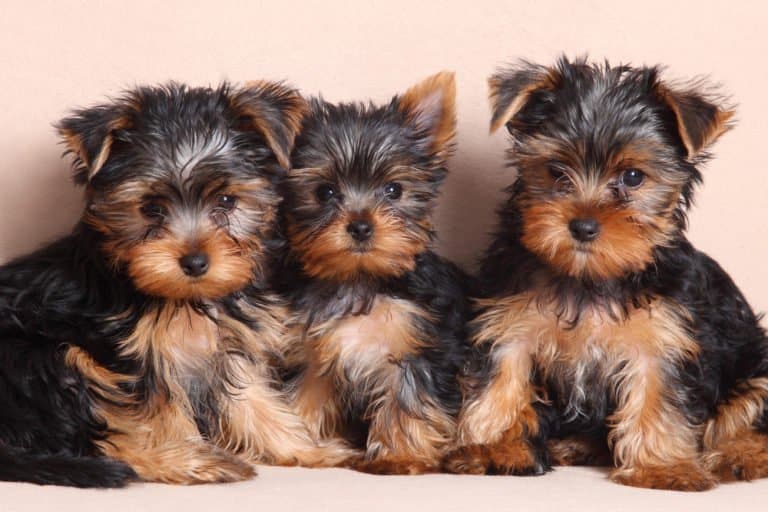 Yorkshire Terrier (Canis familiaris) - three puppies sitting next to each other