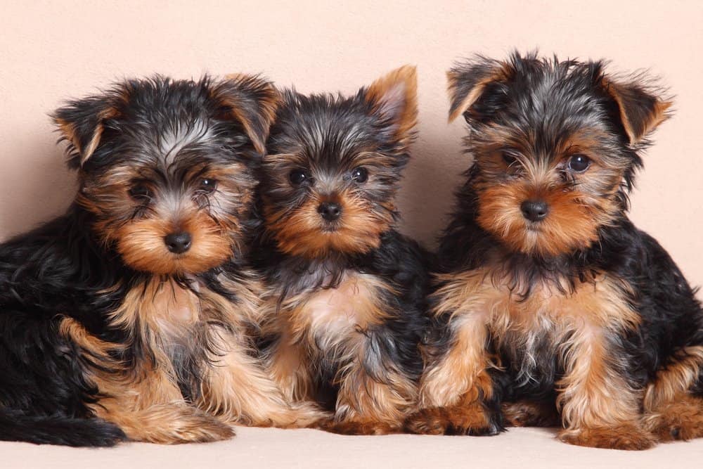 Yorkshire terrier (Canis familiaris) 