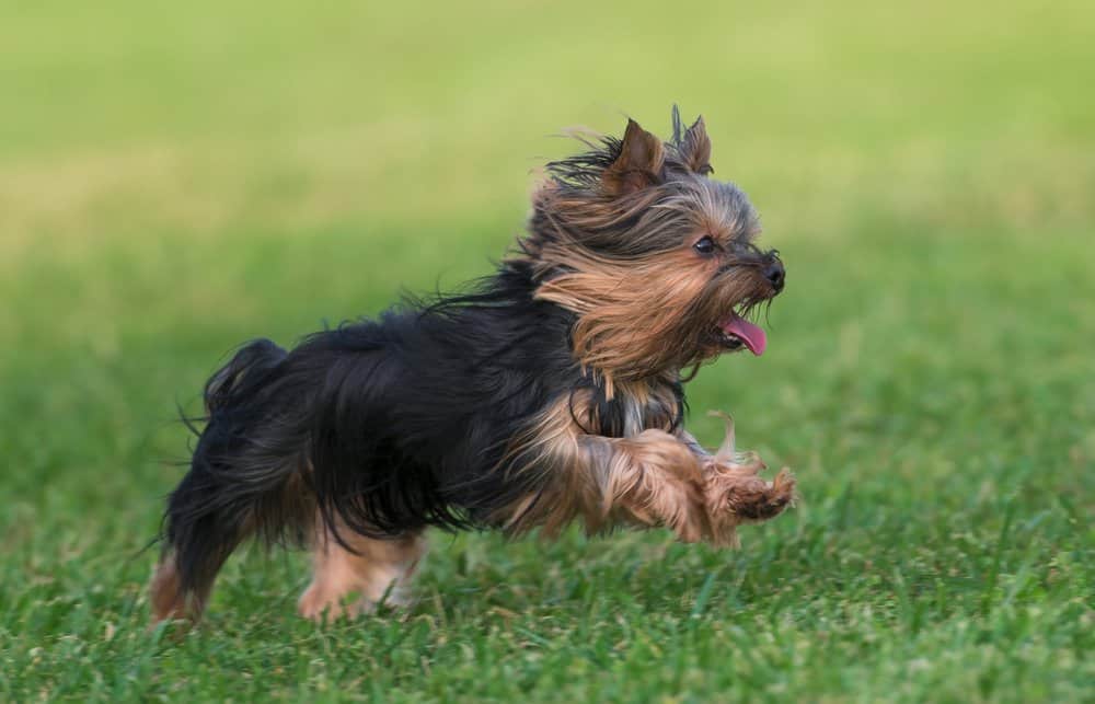 Yorkshire Terrier (Canis familiaris) - running through grass