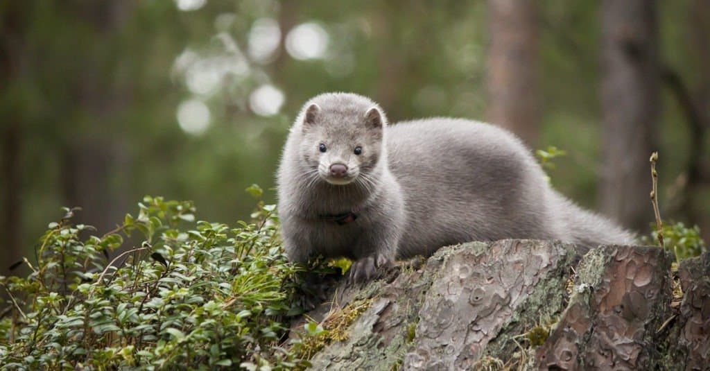 Watch a Tiny Mink Chase Down and Capture a Rabbit Through Snow - A-Z ...