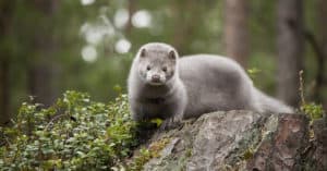10 Incredible Mink Facts Picture