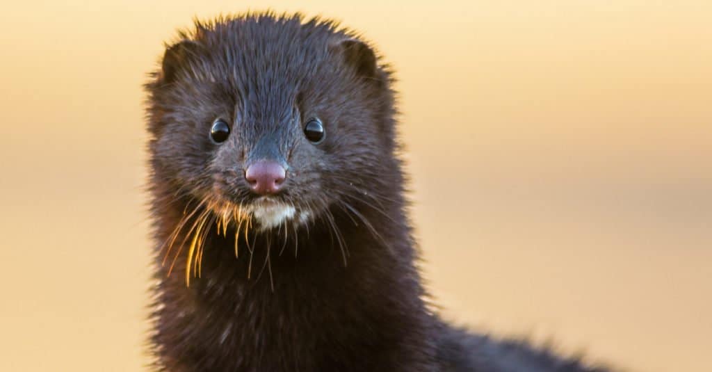 Mink Animal Pictures | A-Z Animals