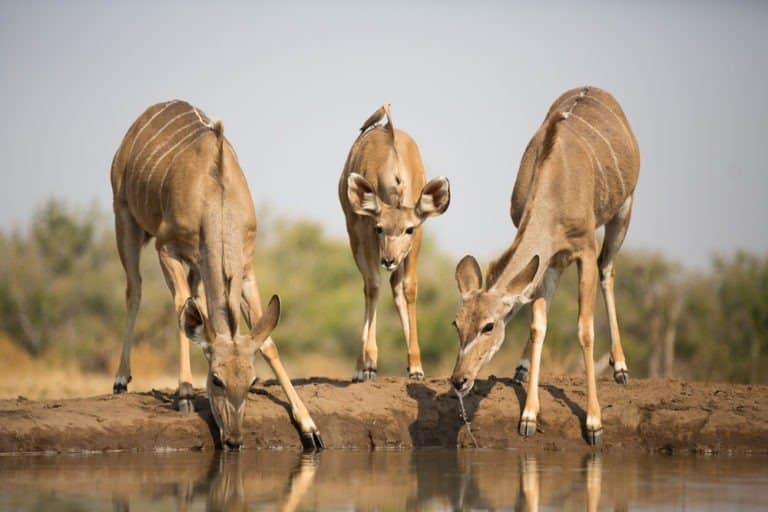 Adults and a baby kudu