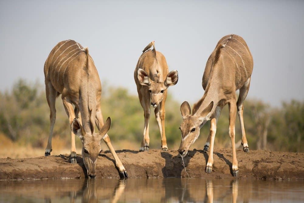 Two adults and one baby kudu