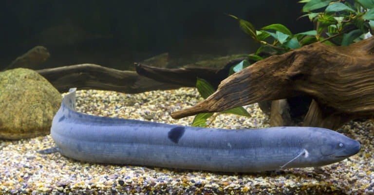 African lungfish