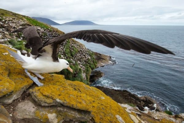 Close-up of a Black-browed Albatross (Diomedea melanophris) with spreaded wings ready to take off, Falkland islands.