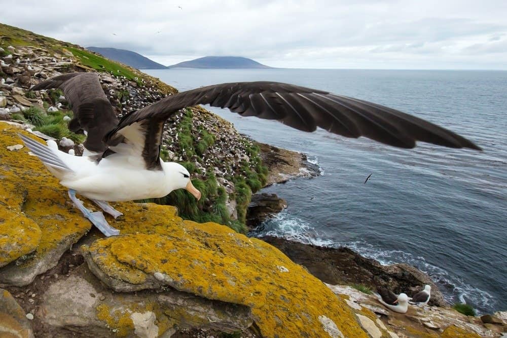 albatross ordinary world