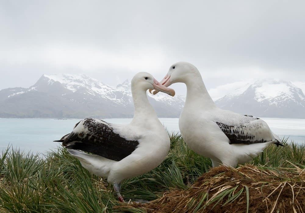 Pair of wandering albatrosses on the nest, socializing, with snowy mountains and light blue ocean in the background, South Georgia Island, Antarctica