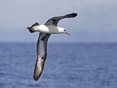 A Albatross
