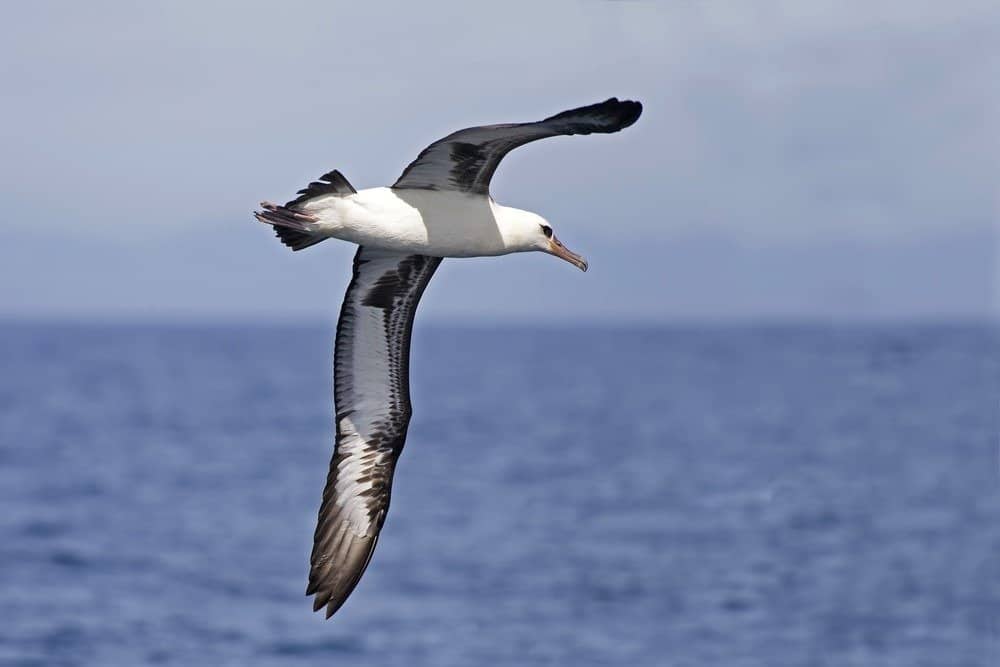The Laysan Albatross, Phoebastria immutabilis flying over the ocean