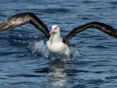 Albatross Picture