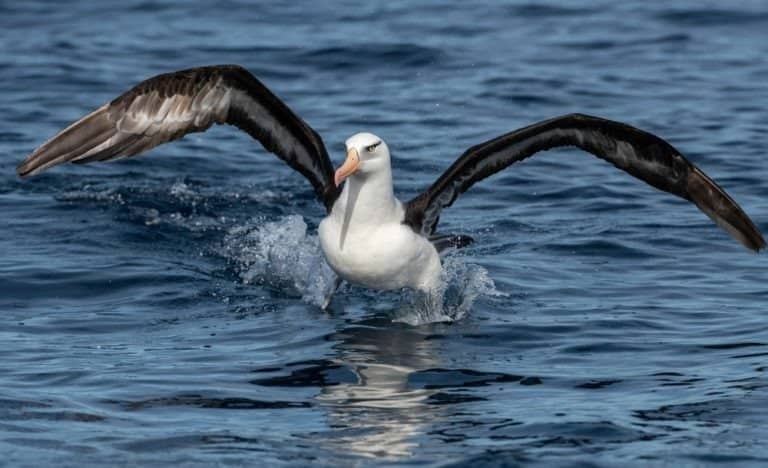 Black browed albatross, North Island, New Zealand.