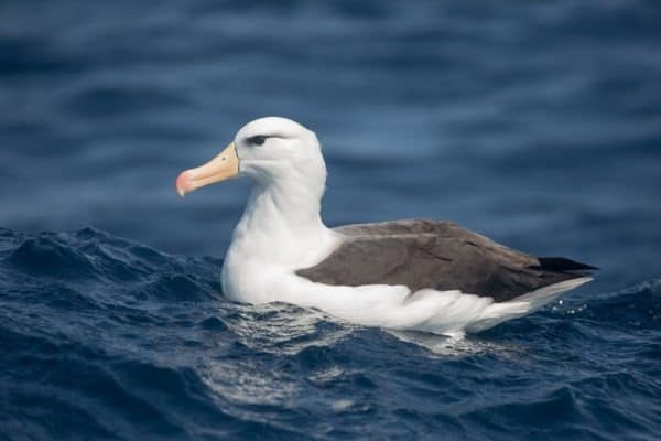 An adult Black-browed Albatross (Thalassarche melanophrys) resting on a blue sea, South Africa