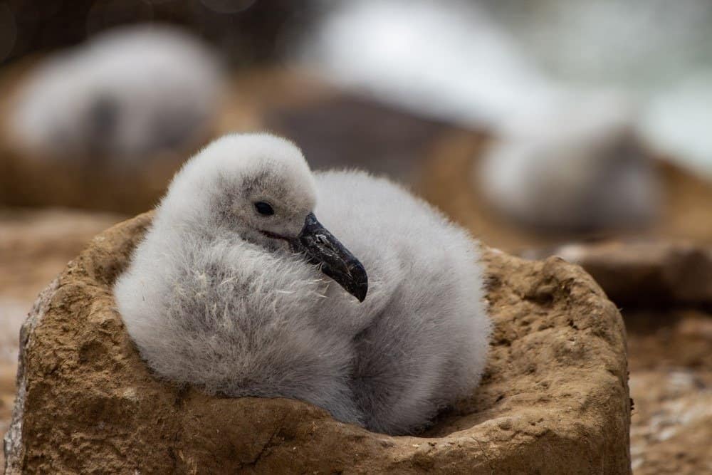 Very cute small black browed albatross baby on its nest, Saunders Island, Falkland Islands