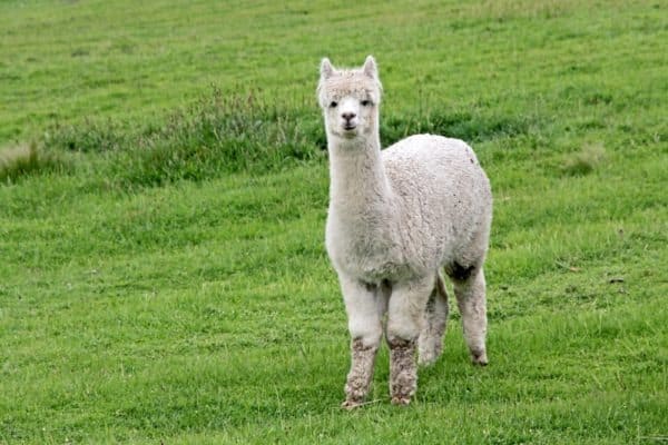 Cute white Alpaca with lots of wool on a lush green grass background