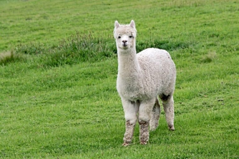 Cute white Alpaca with lots of wool on a lush green grass background