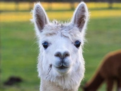 Alpaca Animal Facts | Vicugna pacos - AZ Animals