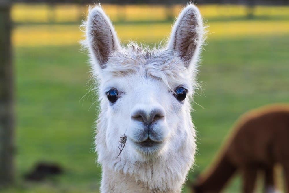 Cute Alpaca on the farm