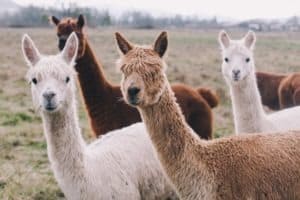 Alpaca Meat: Why Alpaca Meat is a Nutritious and Sustainable Protein Option Picture