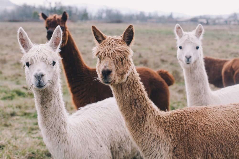 Colorful group / pack of Alpacas