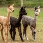 Three young alpacas all different colors