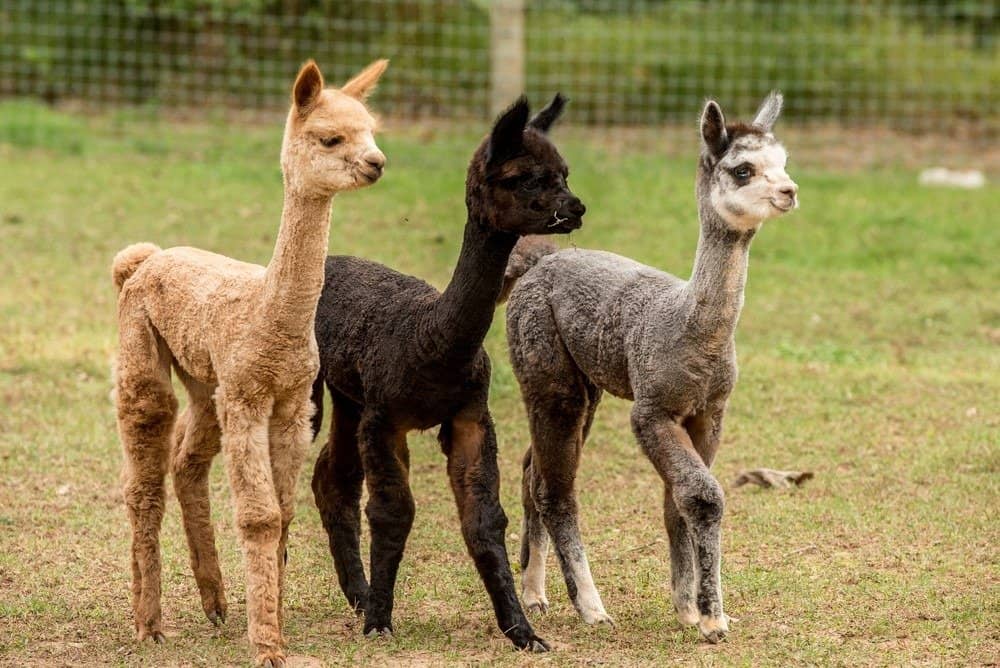 Three young alpacas all different colors