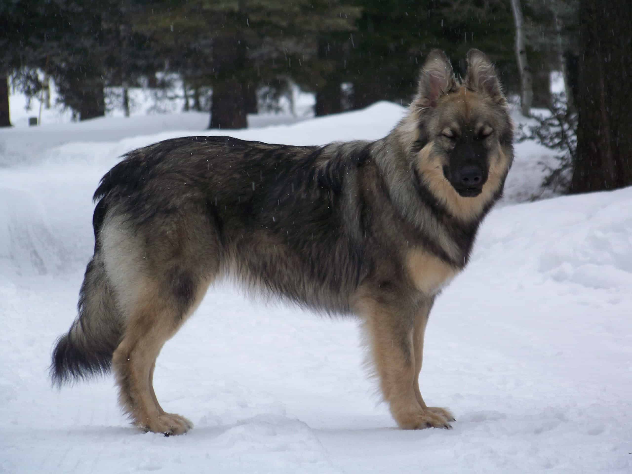 American Alsatian Animal Pictures A Z Animals American Alsatian Animal Pictures A Z Animals