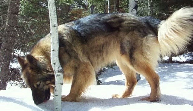 A golden sable American Alsatian, Shepalute