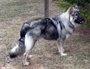 American Alsatian standing on grass