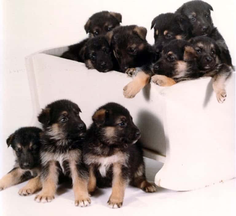 American Alsatian puppies