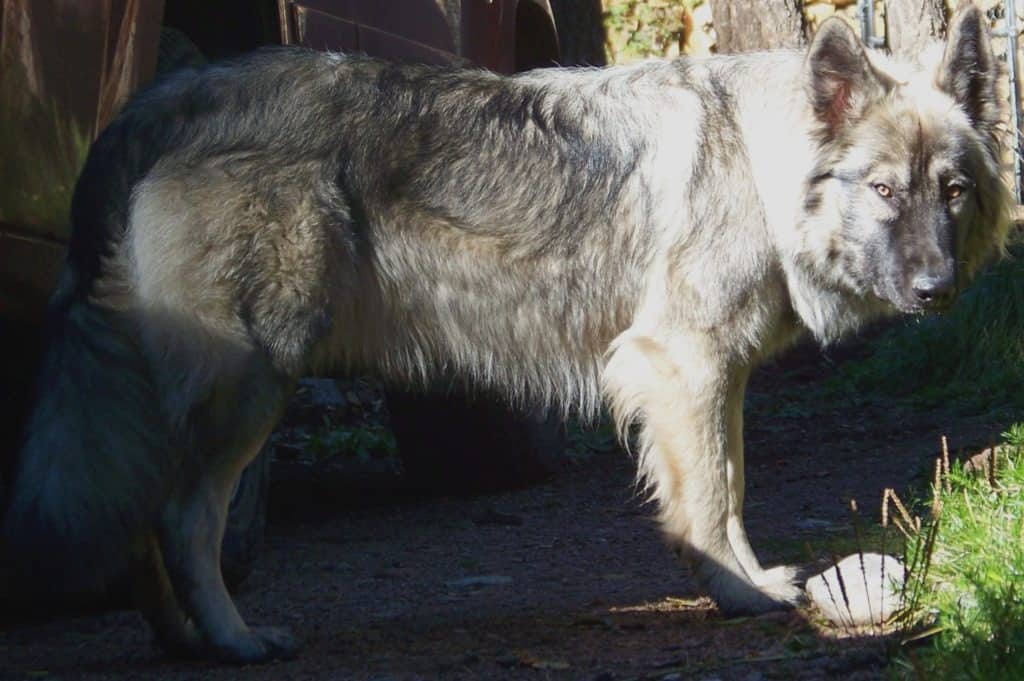 American Alsatian outside