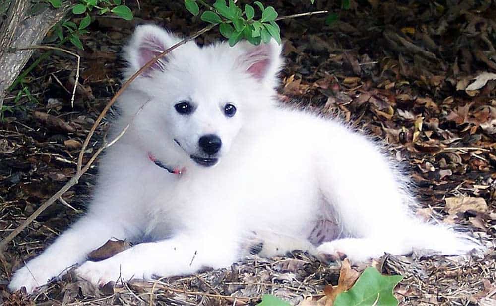 American Eskimo dog laying in leaves on the ground.