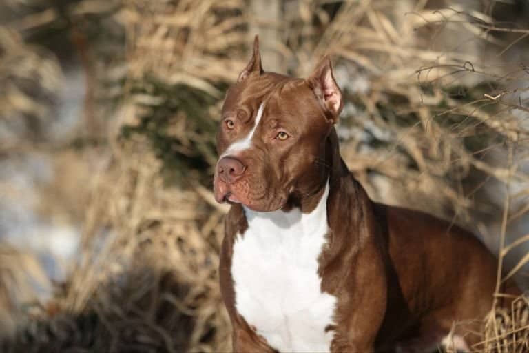 Beautiful dog American Pit Bull Terrier in nature