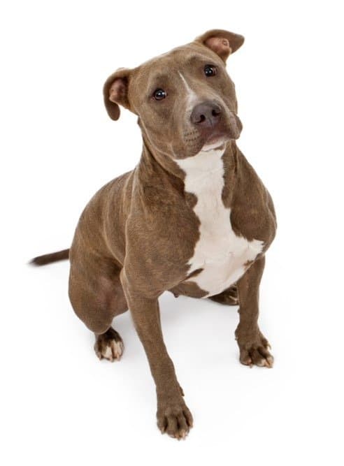 A friendly looking Pit Bull dog sitting on a white backdrop