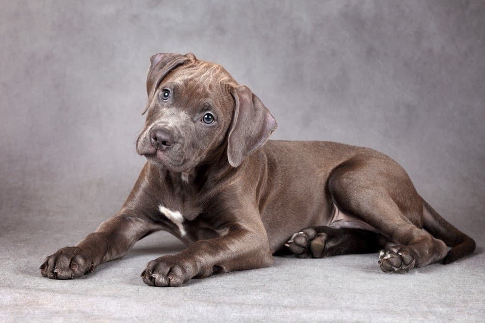 American Pit Bull Terrier puppy