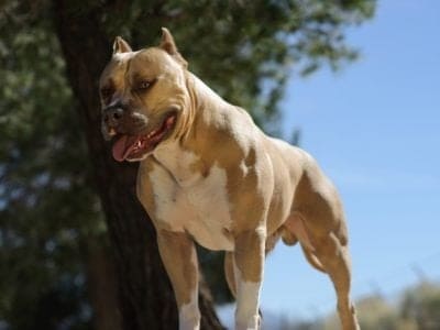 American Pit Bull Terrier Picture