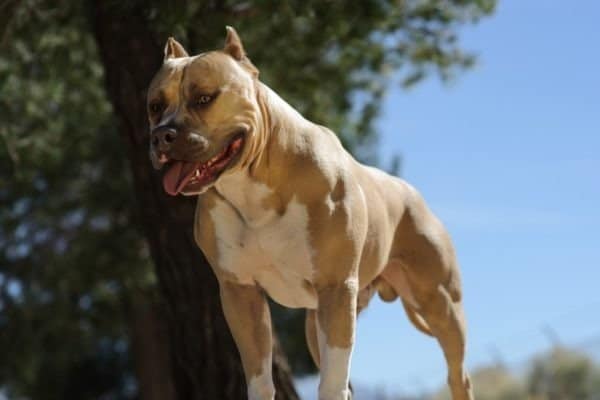 American Pit Bull Terrier Dog Breed Complete Guide | AZ Animals