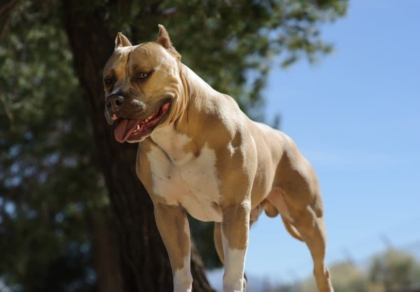 American pit bull terrier standing on ledge