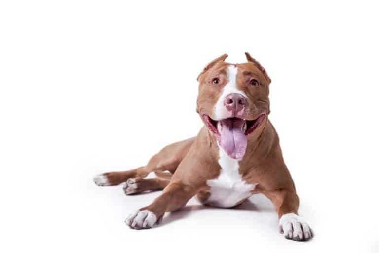 American pit bull terrier on white background