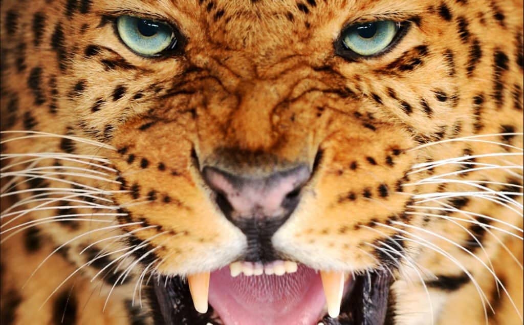 leopard teeth