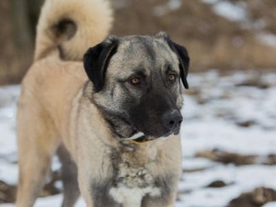 Anatolian Shepherd Dog Dog Breed Complete Guide | AZ Animals